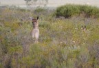 © Jeanette Davidson  <em>roo & joey</em>
