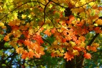 © Malcolm Walker  <em>Autumn colour in North Yorkshire</em>