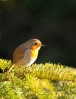 © Sue Best  <em>Robin</em>