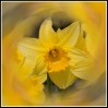 © Rod Smith  <em>Daffodils</em>