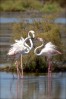 © Chris Chandler  <em>Greater Flamingoes, Dubai</em>