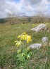 © David Crutchley  <em>Cowslip Bank</em>