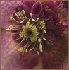 © Gill Pinkerton  <em>Hellebore</em>