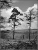 © Gill Pinkerton  <em>Trees at Malham Tarn</em>