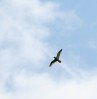 © Jeanette Davidson  <em>curlew</em>