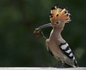 © John Lockwood  <em>Hoopoe</em>