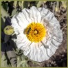 © Sue Haddrill  <em>Pollen Gatherer</em>