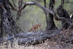 © Jeanette Davidson  <em>so far so good</em>