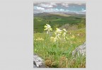 © David Crutchley  <em>Ingleborough and Cowslips</em>