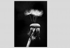 © David Crutchley  <em>Last few seeds</em>