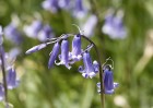 © John Bentley  <em>Oxenber Woods</em>