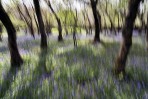 © John Bentley  <em>Oxber Woods</em>