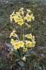 © John Bentley  <em>False Oxslip, Oxenber Woods</em>