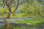 © Margaret Smith  <em>Feizor Wood</em>