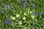© Margaret Smith  <em>Bluebells and Primroses</em>