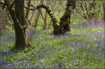 © Margaret Smith  <em>Feizor Wood 2</em>