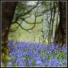 © Rod Smith  <em>Bluebells 2</em>