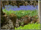© Rod Smith  <em>Bluebells 3</em>