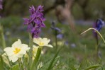 © Sarah France  <em>Beauty Beyond Bluebells</em>