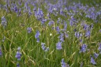 © Sarah France  <em>Lost in a Sea of Blue</em>