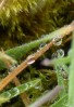 © Jeanette Davidson  <em>raindrops</em>