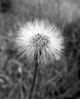 © Jeanette Davidson  <em>seedhead</em>