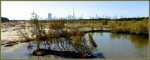 © Chris Chandler  <em>Ras al Kaur Wetland Reserve Dubai</em>