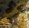 © Jeanette Davidson  <em>chitons at 5 mile beach</em>