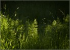 © Margaret Smith  <em>Greenery</em>