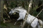 © Chris Chandler  <em>Unicorn in the New Forest!</em>
