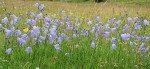 © Malcolm Walker  <em>A Profusion of Harebells</em>
