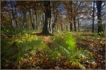 © Margaret Smith  <em>Autumn woodland</em>