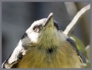 © Sue Haddrill  <em>Young Nuthatch</em>
