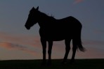 © Andy Best  <em>Midnight Horse</em>