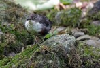 © Chris Chandler  <em>Dipper Combo</em>