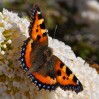 © Chris Yates  <em>small tortoiseshell</em>