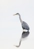 © David Crutchley  <em>Heron</em>