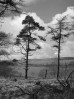 © Gill Pinkerton  <em>Trees at Malham Tarn</em>