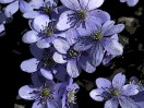 © Gill Pinkerton  <em>Hepatica</em>