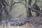 © Jeanette Davidson  <em>Waiting</em>