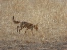 © Jeanette Davidson  <em>Hunting</em>