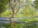 © Margaret Smith  <em>Bluebells at Feizor</em>