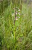 © Margaret Smith  <em>Marsh Helleborine</em>