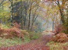 © Margaret Spencer  <em>Autumn Glory</em>