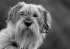 © Paul Higgins  <em>Milly</em>
