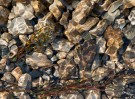 © Rod Smith  <em>With the Flow</em>