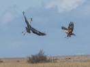 © Stuart Jackson  <em>Encounter Marsh Harrier and Heron</em>
