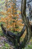 © Stuart Jackson  <em>Autumn Sculpture</em>