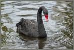 © Sue Haddrill  <em>Ripples of Serenity</em>