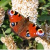 © Chris Yates  <em>peacock btterfly</em>